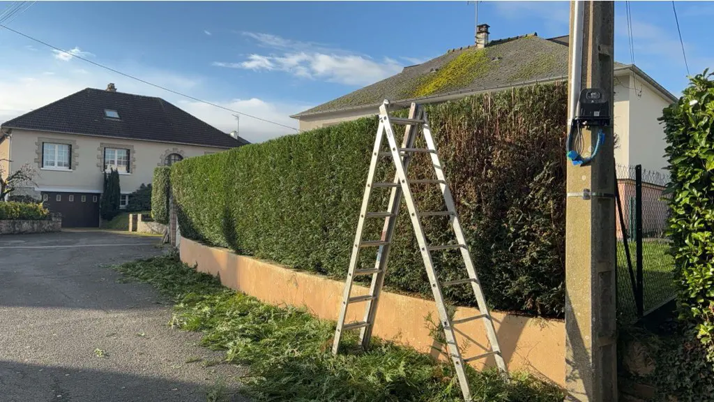 Haie de conifères taillée droite, une échelle posée contre